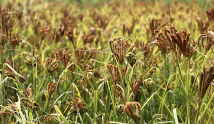Ragi Flour (finger millet) 3.5lb