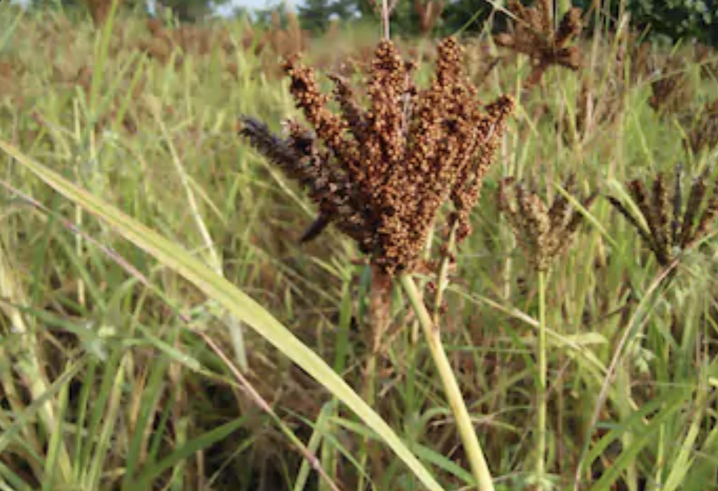 Ragi Flour (finger millet) 3.5lb