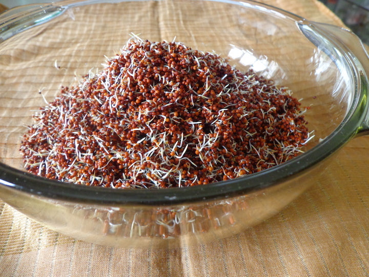 Ragi Flour (finger millet) 3.5lb